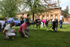 Parlagfű gyűjtés